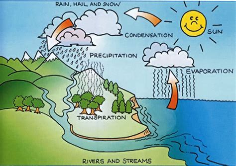 The Water Cycle 5th Grade Science