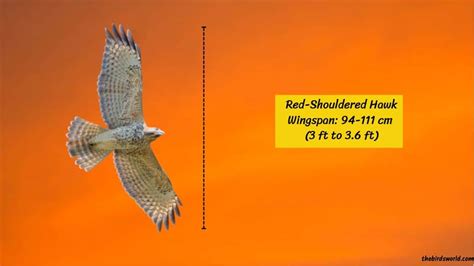 All Hawk Size Explained And Compared With Others