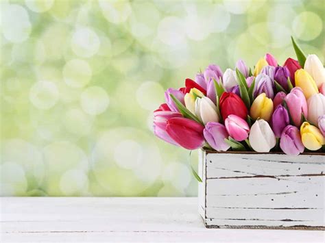 In Full Bloom 100 Beautiful Tulip Quotes