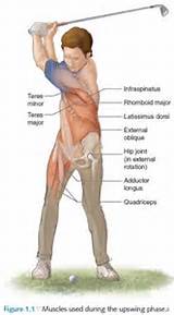 Golf Swing Core Muscles Pictures