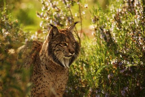 Iberian Lynx L Beautiful Wildcat Our Breathing Planet