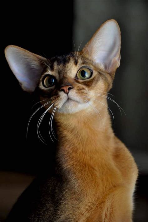 Abyssinian Cat For Sale Kittens Available Omnia Mea Cattery
