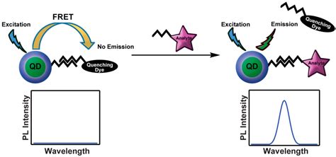 Sensors Free Full Text Qd Based Fret Probes At A Glance