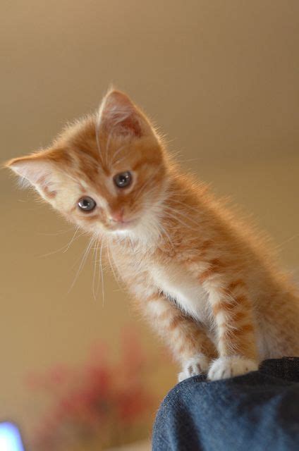 Best 25 Ginger Kitten Ideas On Pinterest Baby Cats
