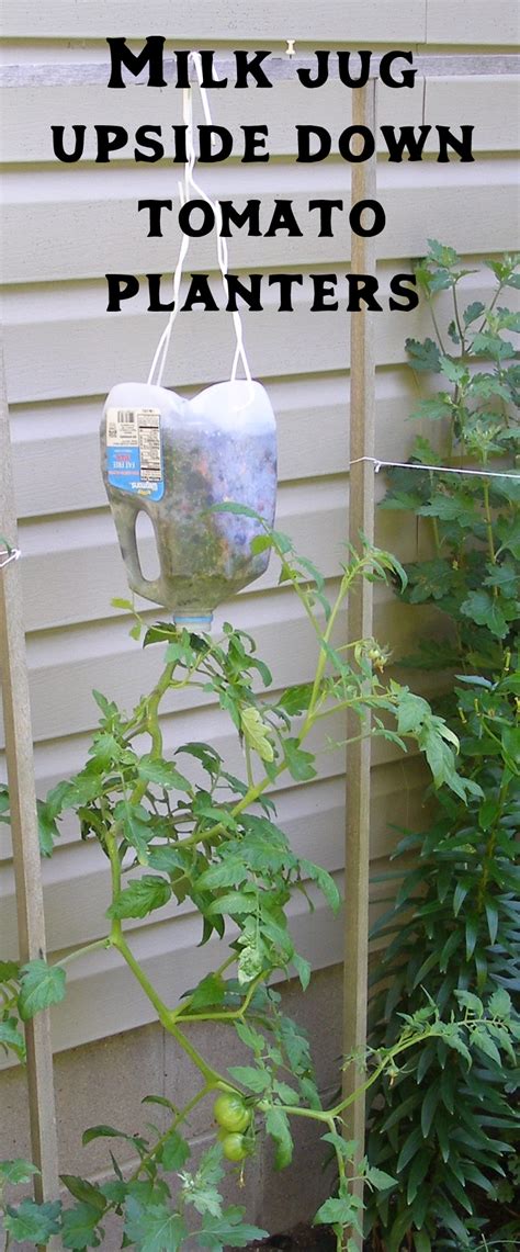 Milk Jug Upside Down Tomato Planters Green Leaf Tips Upside Down