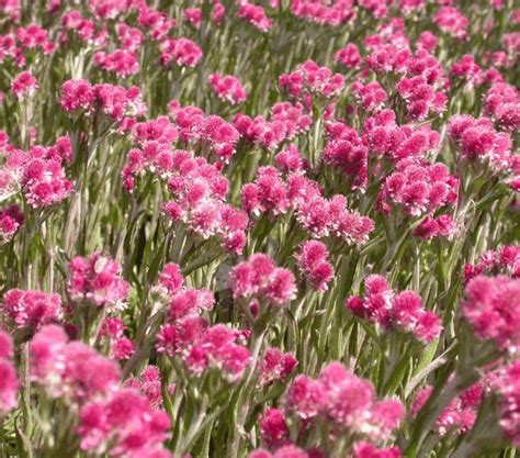 Antennaria Dioica Rubra Vaste Planten De Swaef BV