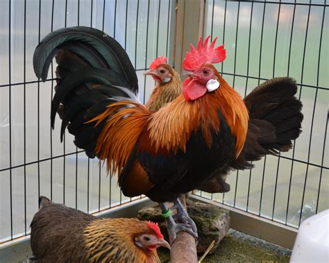 It is a true bantam, a naturally small bird with no related large fowl from which it was miniaturized. Dutch Bantam For Sale | Chickens | Breed Information | Omlet