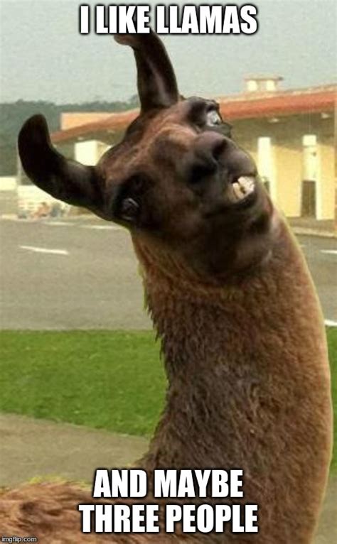 Llama Memes And S Imgflip