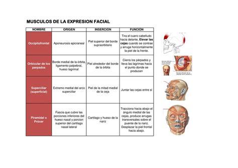 Músculos Faciales Expresión Facial Músculos Udocz