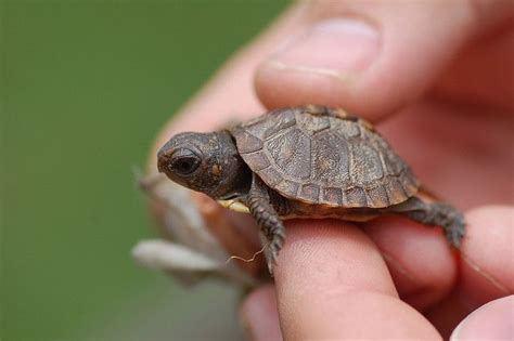 Today, we're going over some of my favorite aquatic turtles for. Baby Turtle | Tortugas love | Animales, Tortugas y Tortuguitas