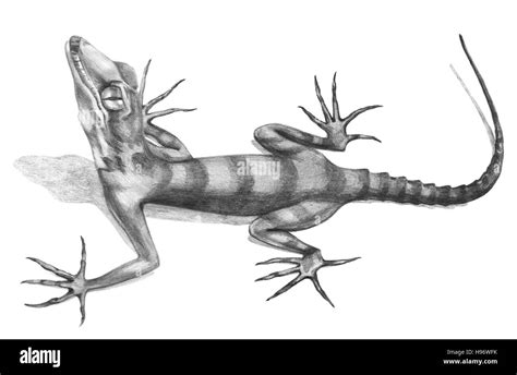 Realistic Lizard Drawing