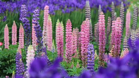 Lupine Flowers Planting Growing And Caring For Lupines