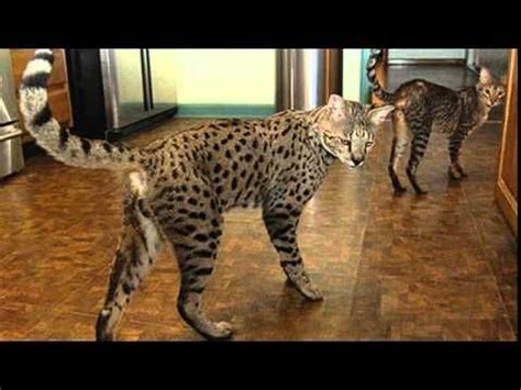 Find bengal kittens in canada | visit kijiji classifieds to buy, sell, or trade almost anything! Image result for bengal cat size comparison | Banned Cats ...