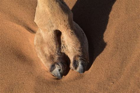 Animal Toe Stock Photos Pictures And Royalty Free Images Istock