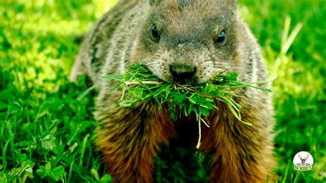 How To Keep Groundhogs Out Of Your Garden Youtube