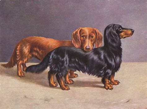 Dachshunds Vintage Illustration Dachshund Pictures Weenie Dogs