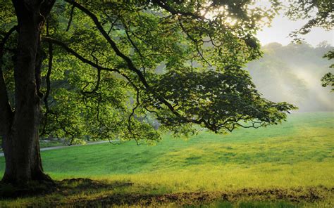 배경 화면 여름 나무 녹색 잎 초원 안개 태양 광선 2880x1800 Hd 그림 이미지