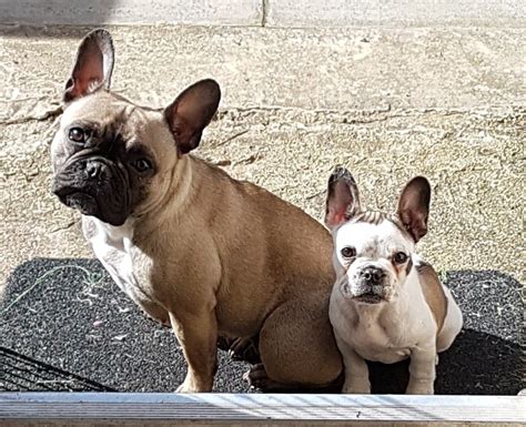 And even while mini, he packs the velvety super soft quality a full grown squishy has! French Bulldog Info, Size, Temperament, Lifespan, Puppies ...