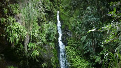New Zealand Karamatura Falls Waterfall In Lush Green Subtropical Rain