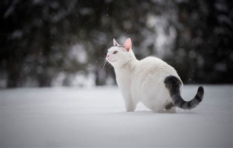 White Winter Cats Wallpapers Wallpaper Cave