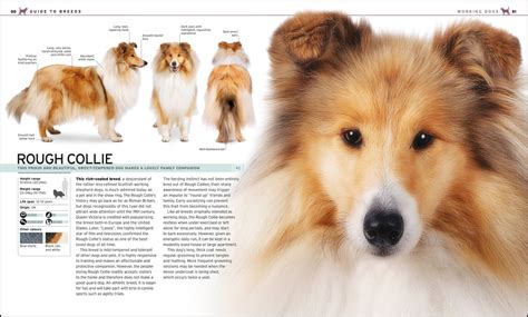 The Complete Dog Breed Book Choose The Perfect Dog For You By Dk