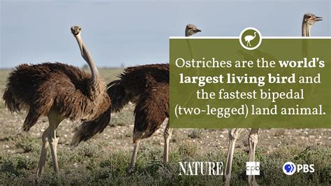 Ostrich Fact Sheet Blog Nature Pbs