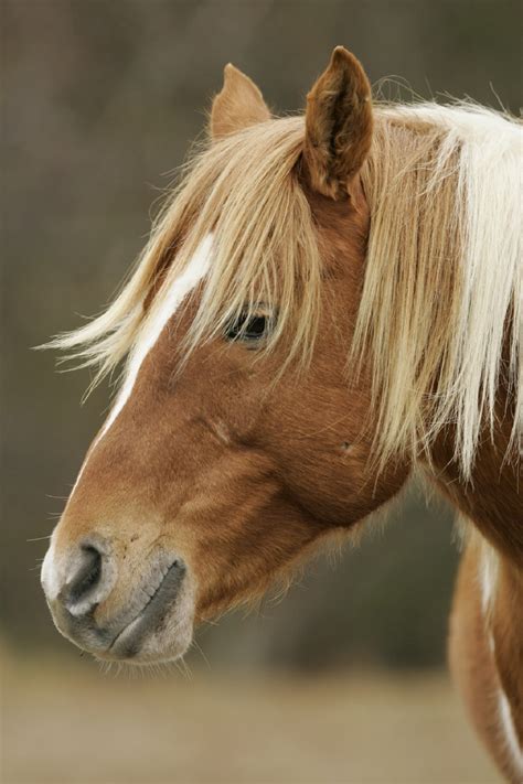 Free Images Nature Profile Wildlife Portrait Small Usa Stallion