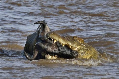 Why Are Nile Crocodiles Considered Ambush Predators Quora