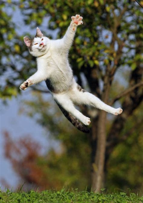 Falling Cat How Cats Jump And Defy Gravity Dr Marty Pets