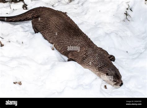 North American River Otter Playing In Snow Sliding Down River Bank