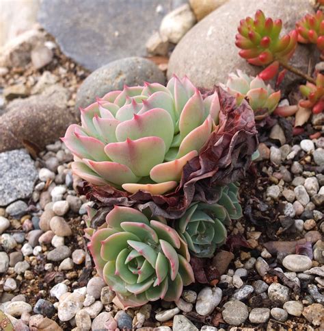 Echeveria Imbricata Blue Rose One Of Many Clusters From First