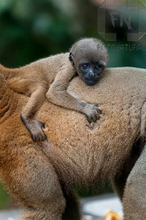 Macaco Barrigudo Características Nome Cientifico E Fotos Mundo Ecologia