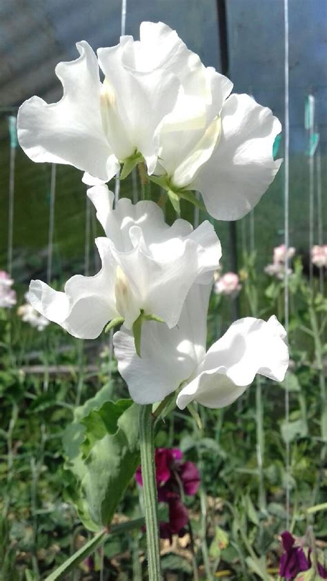 Recently Introduced Sweetpeas