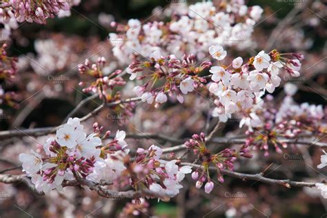 Cherry Blossom High Quality Nature Stock Photos Creative Market