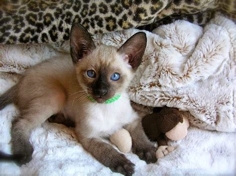 Kittentanz kittens are the best! Carolina Blues Cattery Siamese Kittens for Sale
