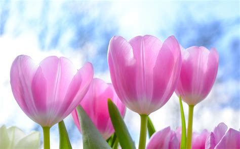 Pink Tulips Flower Phone Background
