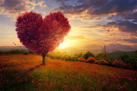 A Red Heart Shaped Tree At Sunset Jenn Nixon