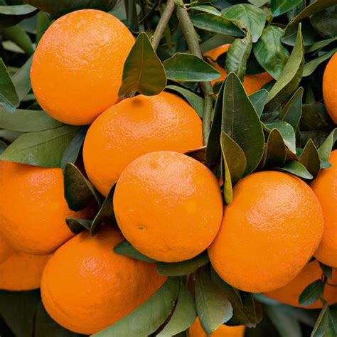 Citrus Tree Mandarin