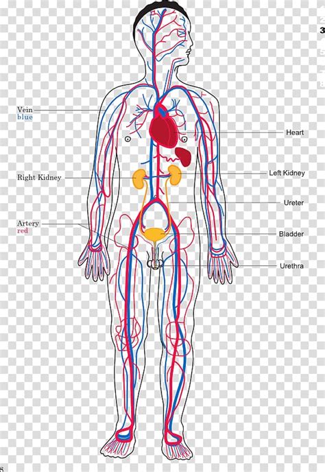 Circulatory System Human Body Diagram Organ Heart Png My Xxx Hot Girl The Best Porn Website