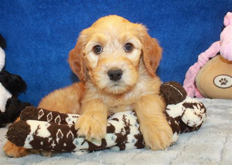 Teacup puppies for sale, tiny toy, imperial and miniature puppies for adoption and rescue near me. Goldendoodle Puppies For Sale - Long Island Puppies