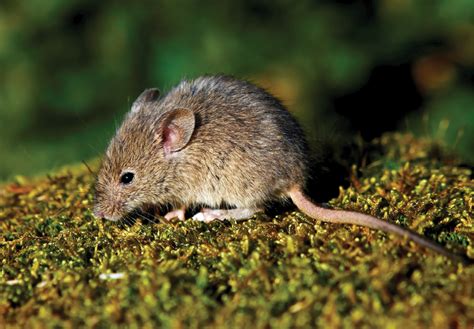10 Reasons Why House Mice Thrive Pest Control Technology
