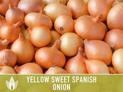 Yellow Sweet Spanish Onion Seeds Heirloom Organic Non Gmo Etsy