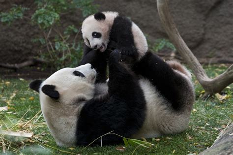 Behavior The Giant Panda