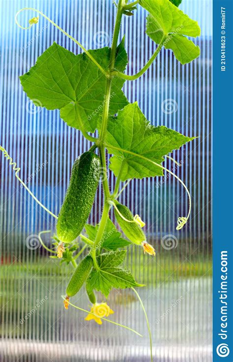 Cucumber With Leafs And Flowers Growing Cucumber Plant In The