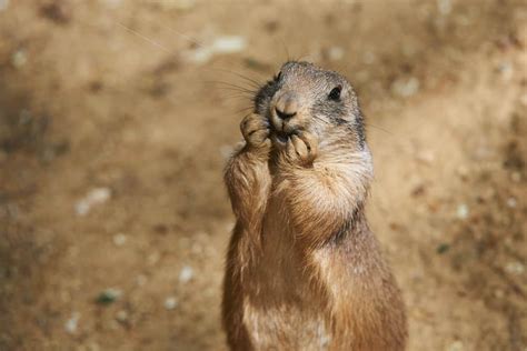 What Do Prairie Dogs Eat Diet And Facts