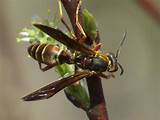 Pictures of King Wasp