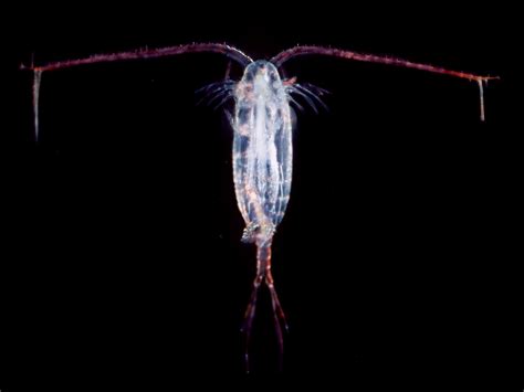 A Plankton Of Heat How Do Copepods Respond To Temperature And Warming
