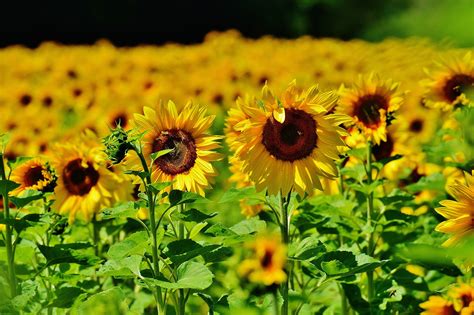 How To Grow Sunflowers And Harvest Sunflower Seeds New England Today