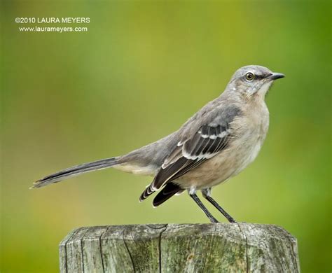Northern Mockingbird Has White Wing Patches And Belly No Black Hat