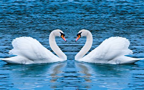 Swans In Love Cover Photo